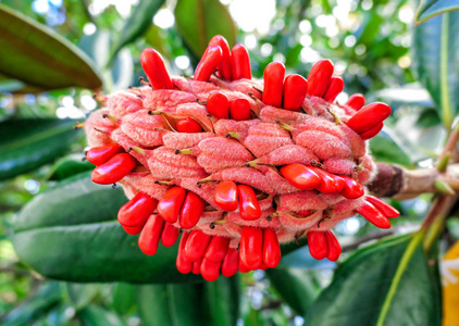 Red magnolia fruit close up 