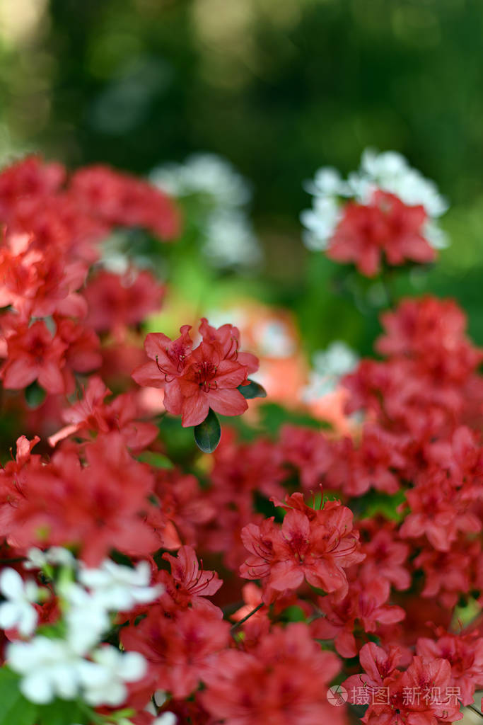 春天公园里的天然红花