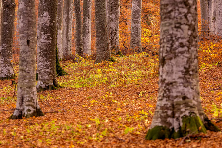 木材 林地 树干 季节 环境 树叶 落下 森林 风景 十月