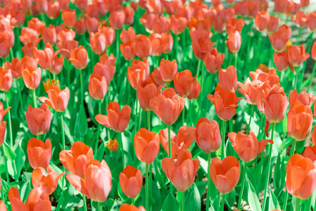 Beautiful background of tulips growing in the garden