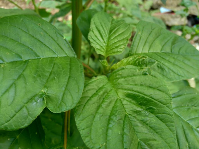 营养 植物 特写镜头 食物 营养物 自然 饮食 绿色植物