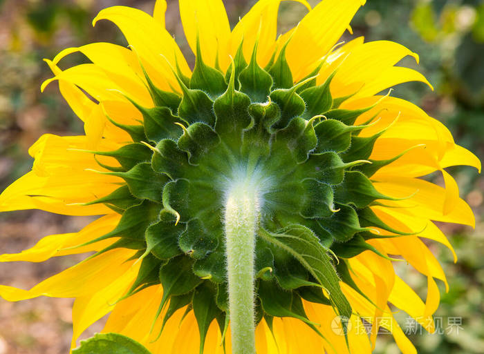 花园里向日葵的背面
