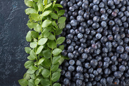 Fresh picked blueberries closeup. 