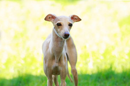 犬种意大利灰狗