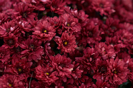 装饰性构图为红菊花,秋香.落叶植物园的大红菊.照片
