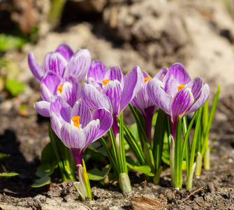 Delicate spring crocuses bloomed 