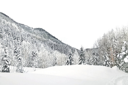 日本中山的天然雪山和树木