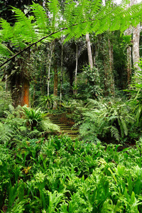 风景 植物 夏天 植物区系 蕨类植物 生长 环境 自然 树叶