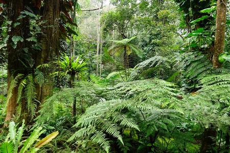 树叶 风景 环境 植物学 生长 美丽的 公园 春天 植物区系