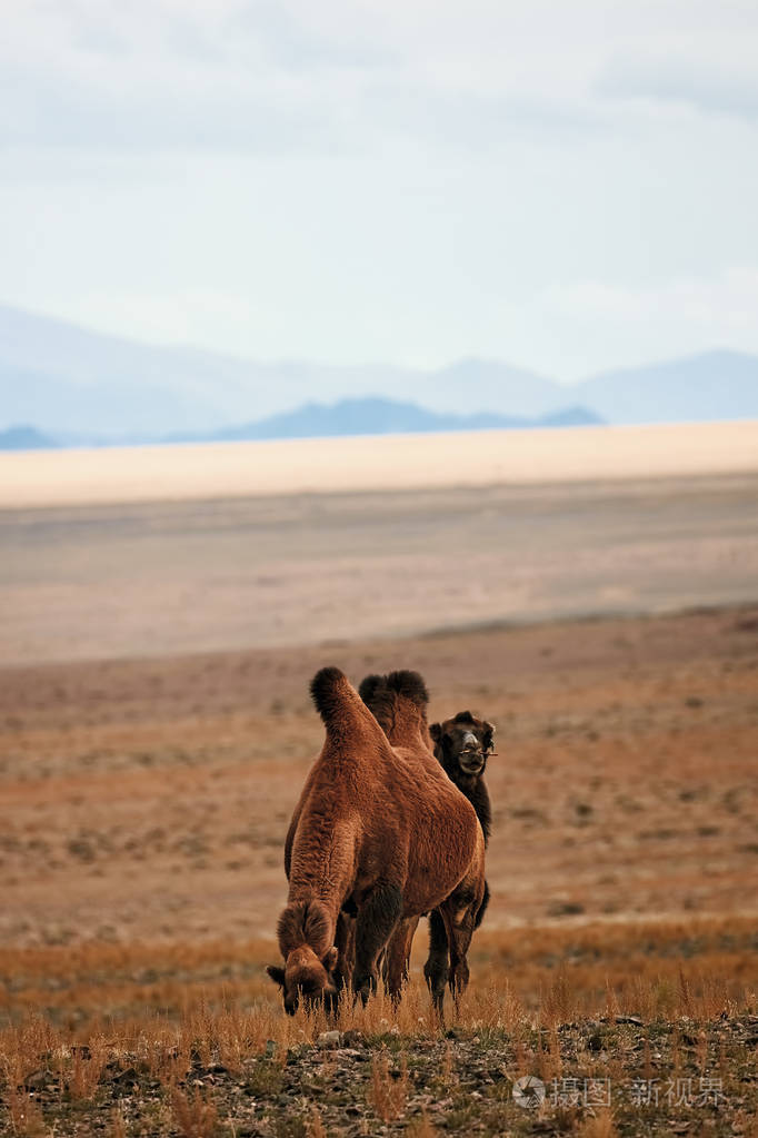 bactrian camel in the steppes of mongolia.