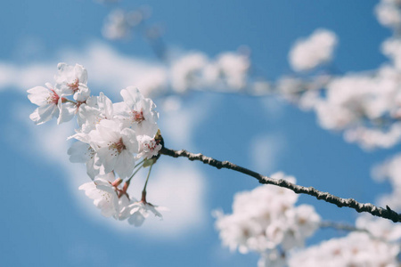 在日本的四月，樱花盛开