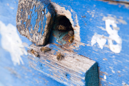 蜂房蓝色蜂巢门口蜂拥而至的蜜蜂
