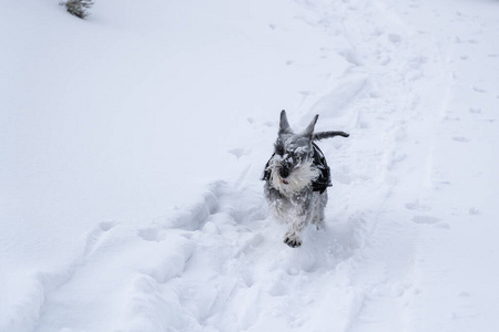 在雪地里跑的狗