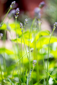 放松 植物学 阳光 美丽的 太阳 法国 领域 开花 盛开