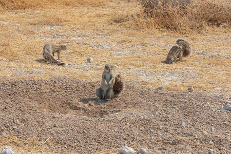 纳米比亚埃托沙国家公园非洲角地松鼠