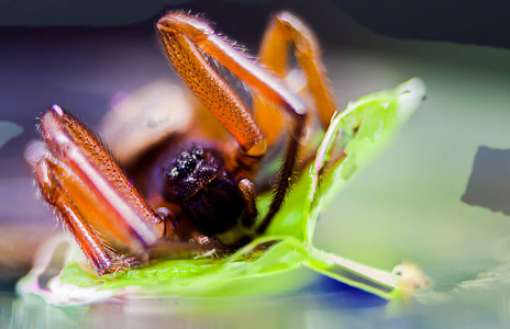缺陷 特写镜头 野生动物 蜘蛛 蚂蚁 动物 捕食者 蛛形纲