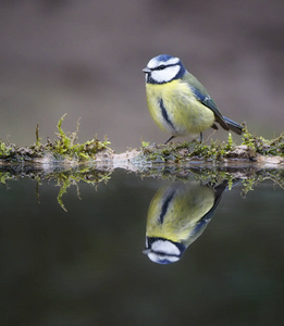 自然 动物群 英国 动物 山雀 野生动物