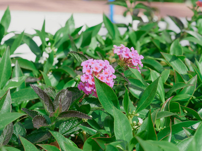 开花 花瓣 夏天 花园 春天 植物区系 颜色 美女 花的