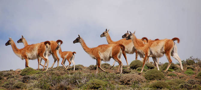 动物 厄瓜多尔 动物群 羚羊 沙漠 公园 冒险 非洲 兽群