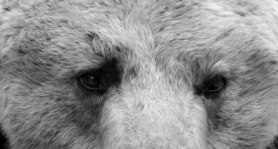 夏天 危险的 危险 哺乳动物 肖像 权力 森林 特写镜头
