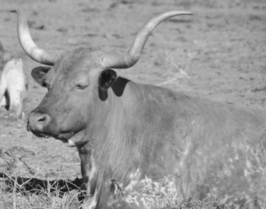 牲畜 毛皮 喇叭 站立 自然 生物学 领域 公牛 干草 喂养