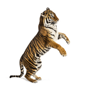 老虎 捕食者 动物 猫科动物 野生动物 食肉动物 脊椎动物