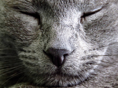 动物 小猫 可爱的 自然 睡觉 哺乳动物 特写镜头 美丽的
