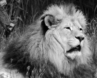 狮子 面对 乌贼 骄傲 包装 说谎 射击 食肉动物 愤怒的