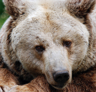 特写镜头 自然 毛皮 危险 动物园 捕食者 可爱极了 公园