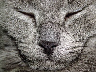 毛皮 哺乳动物 鼻子 自然 面对 基蒂 毛茸茸的 动物 小猫