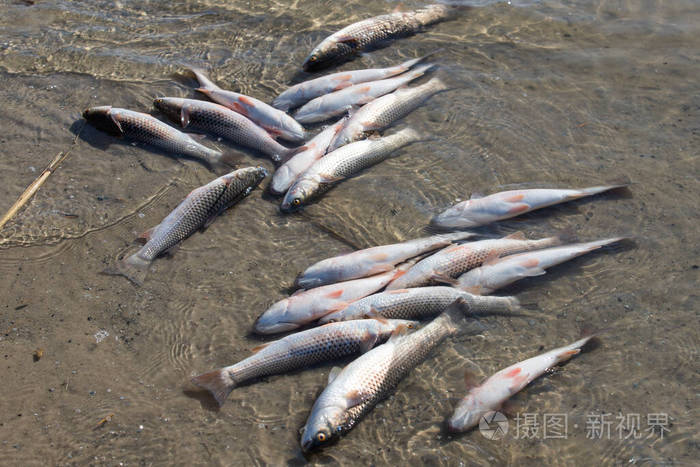 河里有很多死鱼