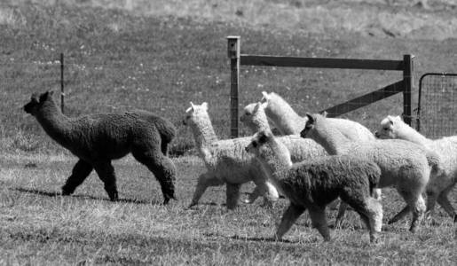 国家 放牧 牧场 草地 羊毛 阿曼 领域 农业 羔羊 哺乳动物