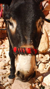 罗瓦涅米 肖像 乡村 动物 夏天 鼻子 牲畜 宠物 在里面