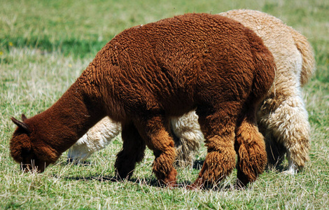 可爱的 哺乳动物 头发 美国 动物 天空 黄石公园 农场