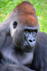 野生动物 猴子 自然 非洲 国王 森林 哺乳动物 面对 权力