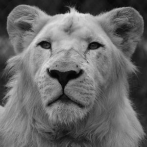 犬科动物 非洲 游猎 狮子 说谎 危险 母狮 捕食者 生物