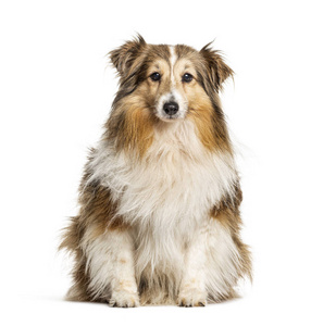 动物 哺乳动物 犬科动物 面向 宠物 食肉动物 演播室 脊椎动物