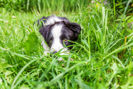 宠物 哺乳动物 幼犬 毛皮 毛茸茸的 小狗 犬科动物 说谎