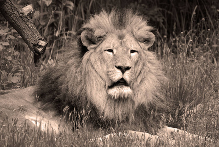 捕食者 愤怒的 狮子 危险 包装 环境 毛茸茸的 说谎 生物