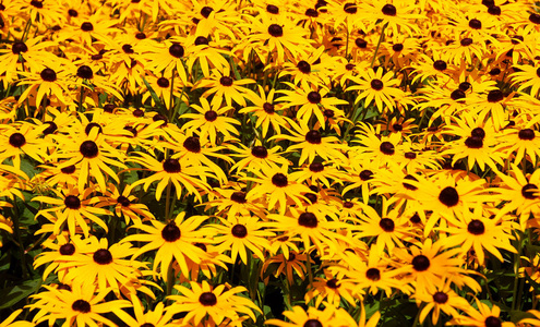 春天 领域 太阳 植物区系 自然 草地 花园 特写镜头 颜色
