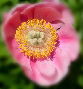 春天 宇宙 可爱的 颜色 开花 粉红色 美女 季节 植物区系