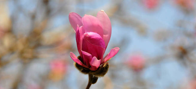 美丽的 花园 生长 特写镜头 颜色 花的 自然 植物 季节