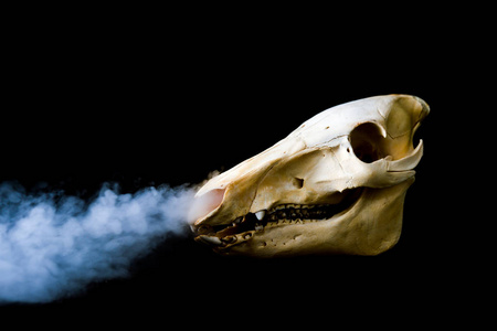 日本人 死亡 生物学 野生动物 动物 自然 骨头 鼻子 解剖