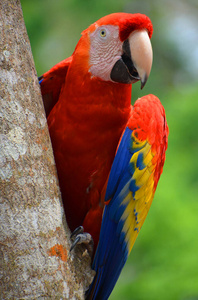 羽毛 宠物 自由的 颜色 自由 鹦鹉 可爱极了 肖像 美丽的