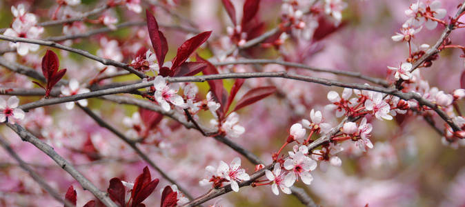 特写镜头 美丽的 春天 颜色 盛开 植物 樱花 花园 季节