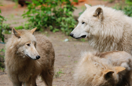 危险 动物 毛皮 眼睛 犬科动物 危险的 动物园 复制 食肉动物