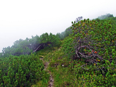 森林 风景 生态学 植物区系 树篱 收集 自然 美丽的 灌木