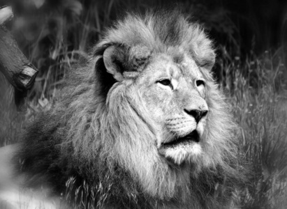 游猎 自然 肖像 国王 危险 狮子 面对 哺乳动物 乌贼