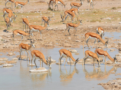 环境 极端 放牧 野生动物 储备 饮酒 吃草 非洲 羚羊