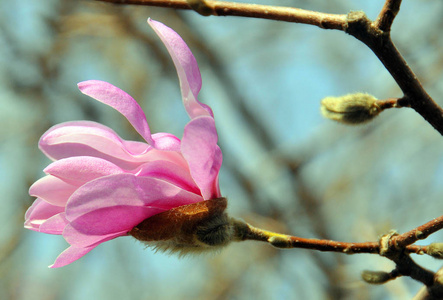 粉红色 植物 花瓣 天空 春天 集中 美丽的 自然 生长